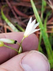 Nothoscordum bivalve