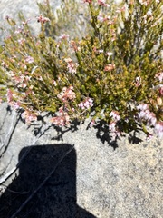 Erica verecunda