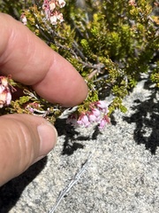 Erica verecunda
