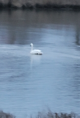 Cygnus columbianus
