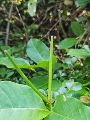 Image of Mascarenhasia lisianthiflora