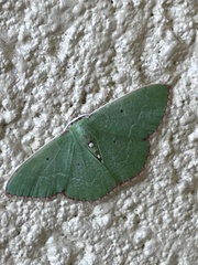 Nemoria lixaria