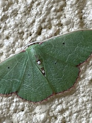 Nemoria lixaria