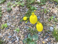 Calceolaria biflora