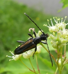 Strangalepta abbreviata