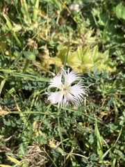 Dianthus hyssopifolius