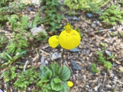 Calceolaria biflora