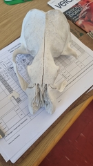 Arctocephalus pusillus pusillus