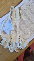 Arctocephalus pusillus pusillus