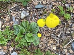 Calceolaria biflora
