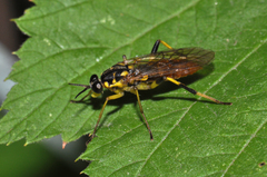 Xylomya tenthredinoides