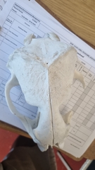 Arctocephalus pusillus pusillus