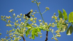Biluna
