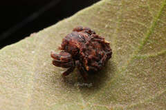 Boliscus tuberculatus