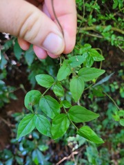 Jasminum streptopus