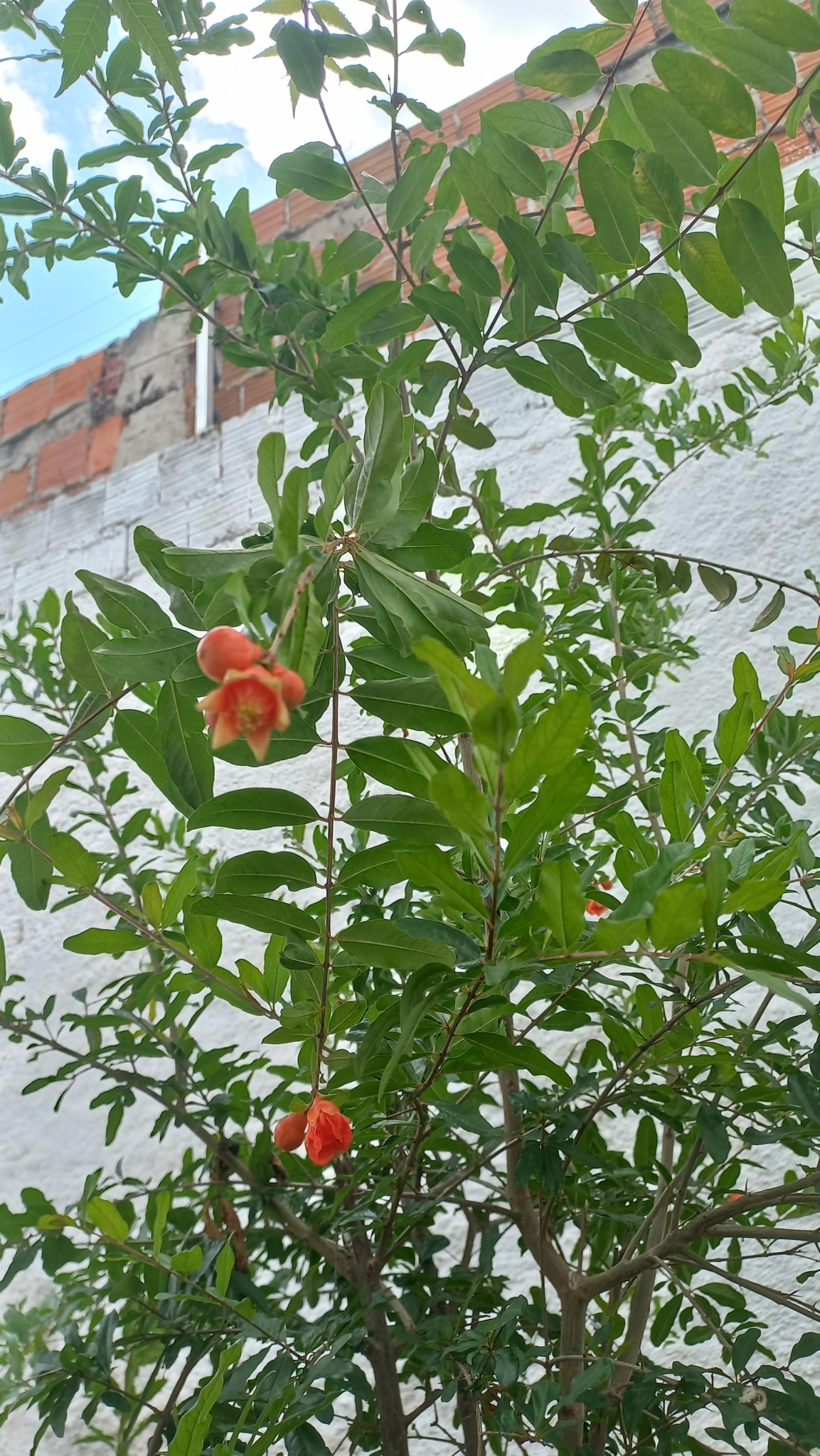 Punica granatum