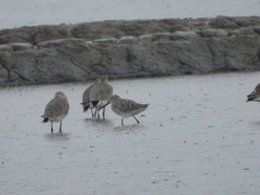 Limnodromus semipalmatus