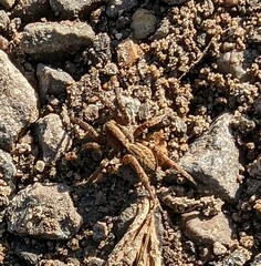 Alopecosa pulverulenta