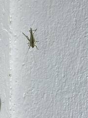 Conocephalus maculatus