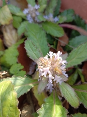Ajuga taiwanensis