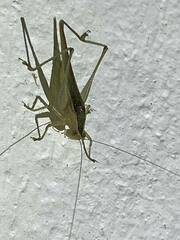 Conocephalus maculatus