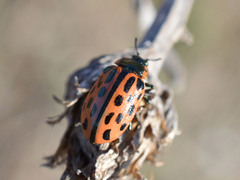 Chrysomela vigintipunctata