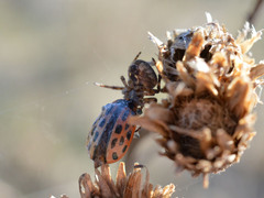 Chrysomela vigintipunctata