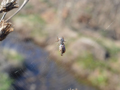 Chrysomela vigintipunctata