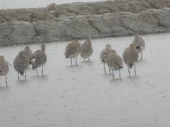 Limnodromus semipalmatus