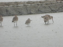 Limnodromus semipalmatus