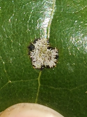Cephaleuros virescens