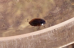 Hydroporus