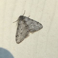 Phigalia strigataria