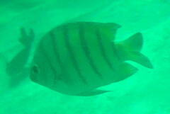 Abudefduf bengalensis