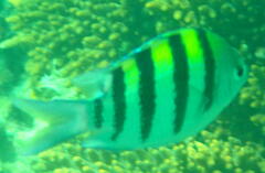 Abudefduf bengalensis