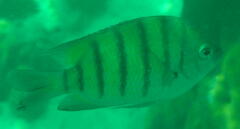 Abudefduf bengalensis
