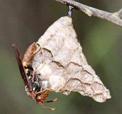 Polistes simillimus