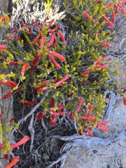 Erica haematosiphon
