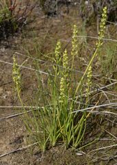 Triglochin barrelieri