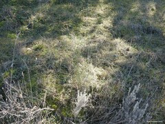 Dactylis glomerata hispanica