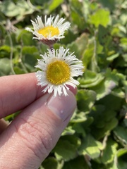 Erigeron procumbens