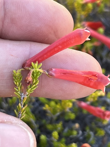 Image of Bloodtube Heath (Erica haematosiphon) by (c) Charleen Brunke, some rights reserved (CC BY)