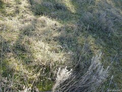 Lavandula pedunculata