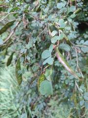 Bauhinia rufescens