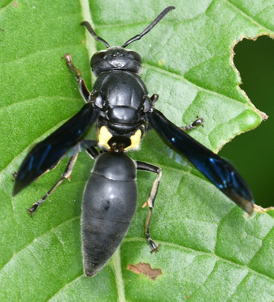Monobia angulosa