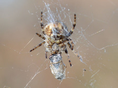 Geocoris megacephalus
