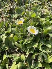Erigeron procumbens