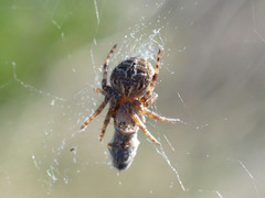 Geocoris megacephalus