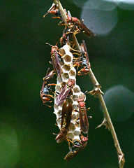 Polistes simillimus