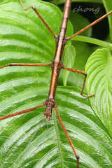 Parapachymorpha dentata